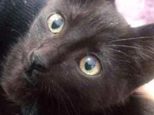 Gato raça Vira lata idade 2 a 6 meses nome Faisca