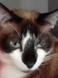 BrancaLinda gatinha