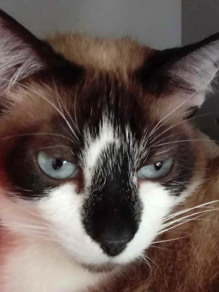 Gato ra a Siamês com vira-lata  idade 2 anos nome BrancaLinda gatinha