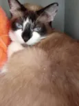 BrancaLinda gatinha