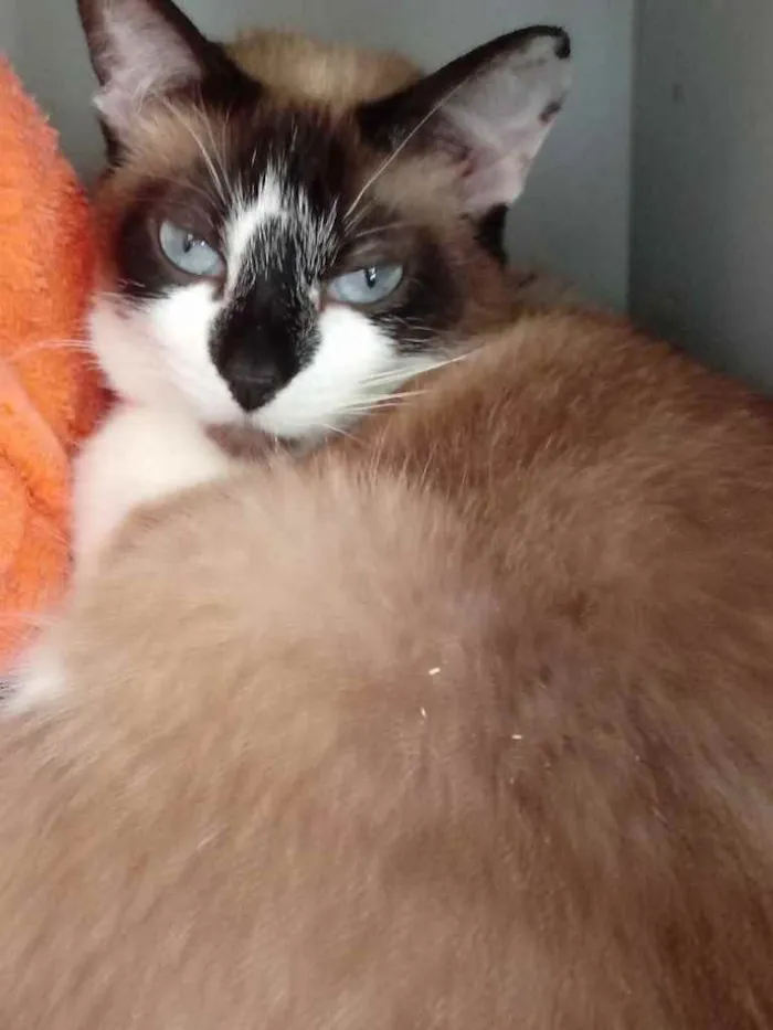 Gato ra a Siamês com vira-lata  idade 2 anos nome BrancaLinda gatinha