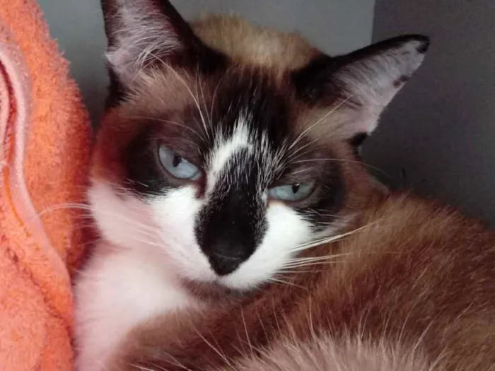 Gato ra a Siamês com vira-lata  idade 2 anos nome BrancaLinda gatinha