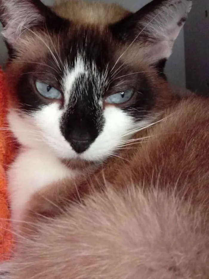 Gato ra a Siamês com vira-lata  idade 2 anos nome BrancaLinda gatinha