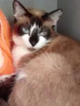 BrancaLinda gatinha