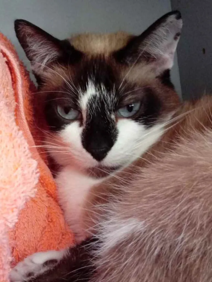 Gato ra a Siamês com vira-lata  idade 2 anos nome BrancaLinda gatinha