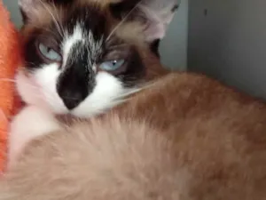 Gato raça Siamês com vira-lata  idade 2 anos nome BrancaLinda gatinha 