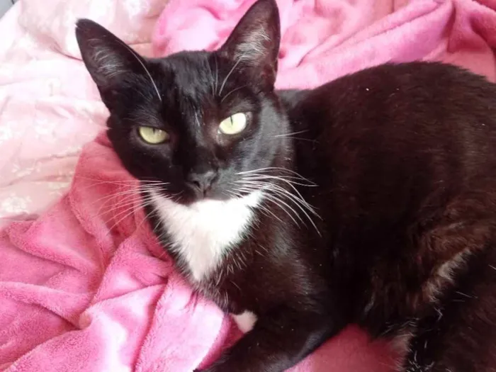 Gato ra a Srd  idade 2 anos nome Ariane linda e Fofa