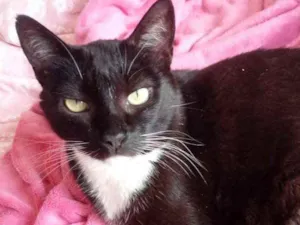 Gato raça Srd  idade 2 anos nome Ariane linda e Fofa 