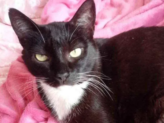 Gato ra a Srd  idade 2 anos nome Ariane linda e Fofa