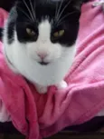 Pitoco lindo e fofo