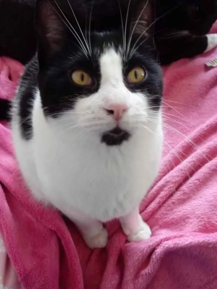 Gato ra a Srd frajola  idade 1 ano nome Pitoco lindo e fofo