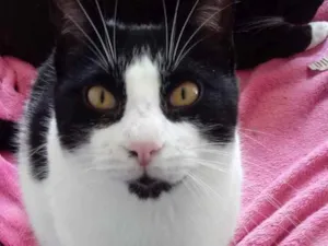 Gato raça Srd frajola  idade 1 ano nome Pitoco lindo e fofo
