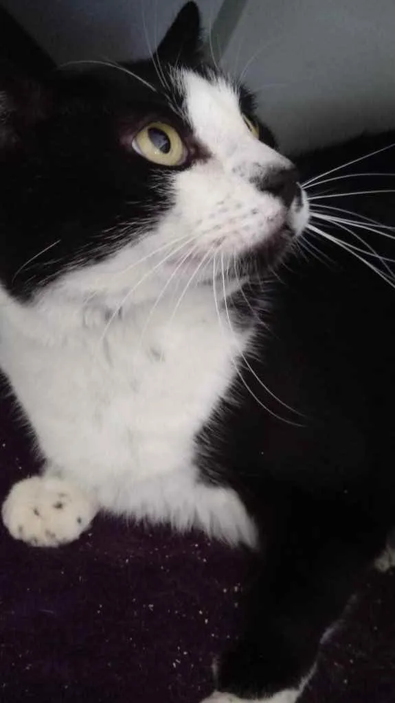 Gato ra a Frajola srd  idade 3 anos nome Diego lindo demais