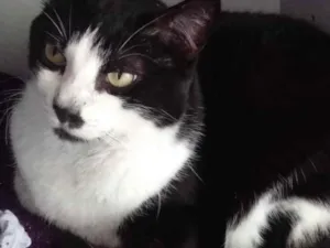 Gato raça Frajola srd  idade 3 anos nome Diego lindo demais 