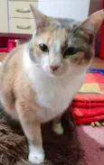 Fumaça linda gatinha