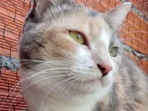 Gato raça Tricolor srd  idade 1 ano nome Fumaça linda gatinha