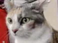 Fumaça linda gatinha