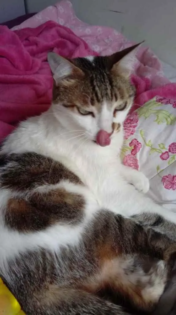 Gato ra a Srd idade 2 anos nome Branquinho lindo