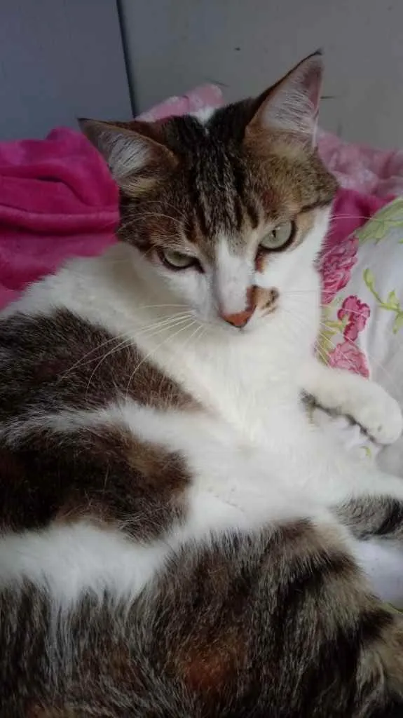 Gato ra a Srd idade 2 anos nome Branquinho lindo