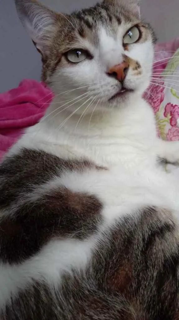 Gato ra a Srd idade 2 anos nome Branquinho lindo