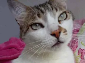 Gato raça Srd idade 2 anos nome Branquinho lindo 