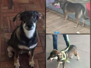 Cachorro raça SRD idade 7 a 11 meses nome Frederico 