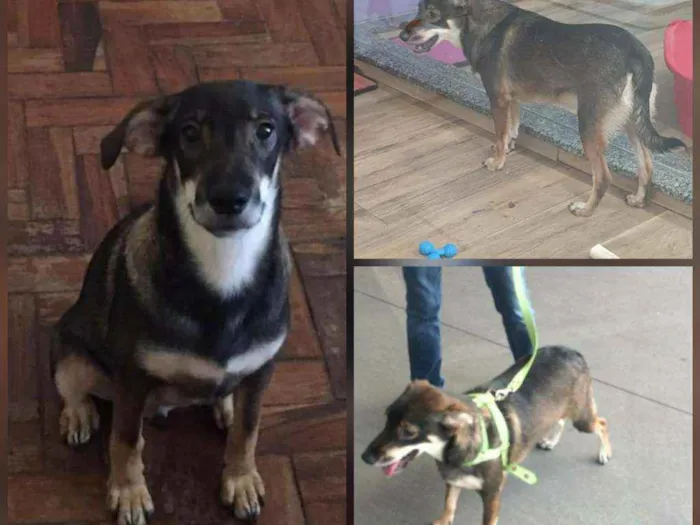 Cachorro ra a SRD idade 7 a 11 meses nome Frederico 