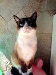 Bolacha um lindo !