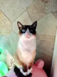 Bolacha um lindo !