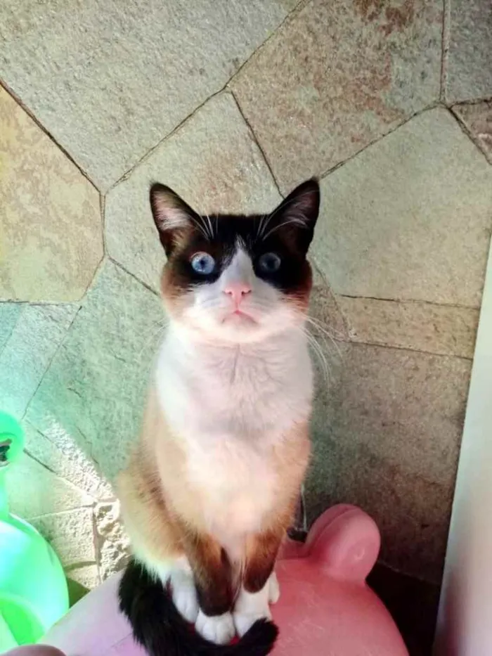 Gato ra a Siamês com vira-lata  idade 1 ano nome Bolacha um lindo !