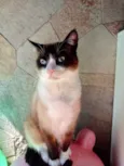 Bolacha um lindo !