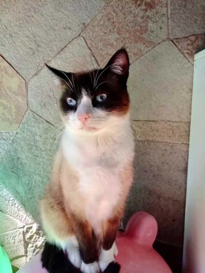 Gato ra a Siamês com vira-lata  idade 1 ano nome Bolacha um lindo !