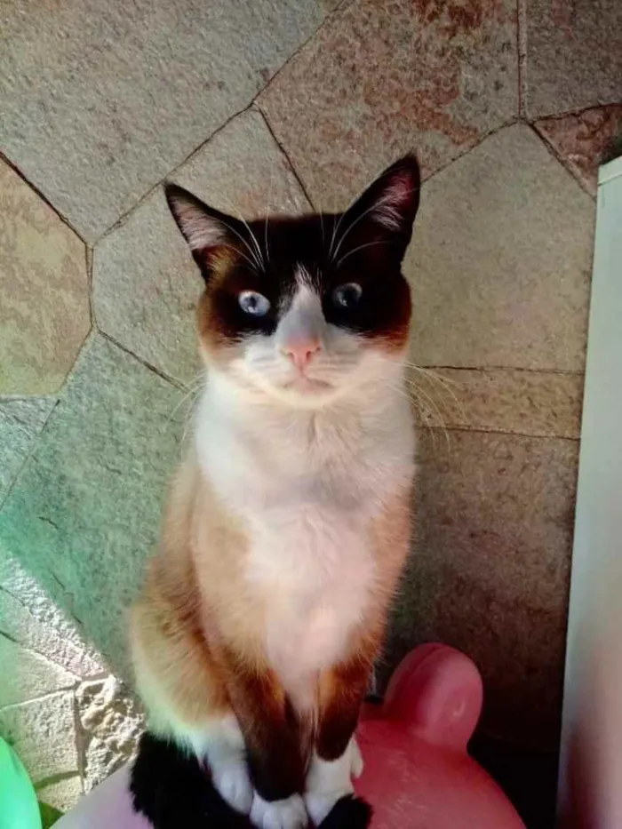 Gato ra a Siamês com vira-lata  idade 1 ano nome Bolacha um lindo !