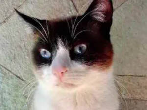 Gato raça Siamês com vira-lata  idade 1 ano nome Bolacha um lindo !