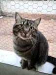 Tom gatinho lindo
