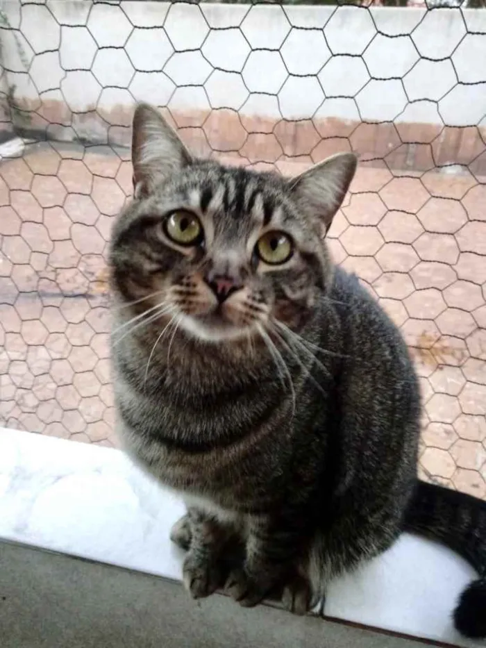 Gato ra a Srd idade 1 ano nome Tom gatinho lindo