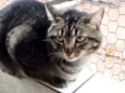 Tom gatinho lindo