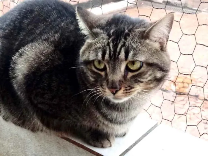 Gato ra a Srd idade 1 ano nome Tom gatinho lindo