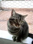 Tom gatinho lindo
