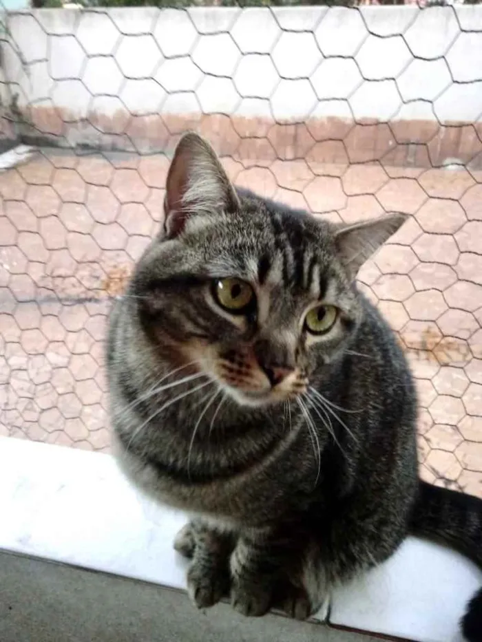 Gato ra a Srd idade 1 ano nome Tom gatinho lindo