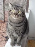 Tom gatinho lindo
