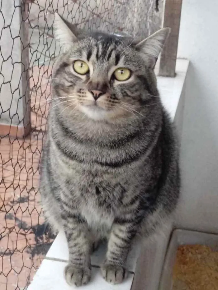 Gato ra a Srd idade 1 ano nome Tom gatinho lindo
