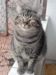 Tom gatinho lindo