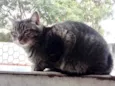 Tom gatinho lindo