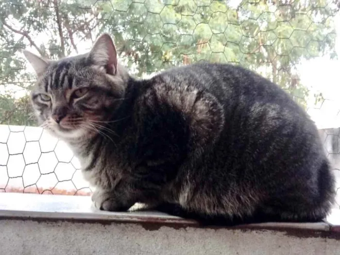 Gato ra a Srd idade 1 ano nome Tom gatinho lindo