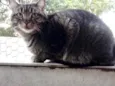 Tom gatinho lindo
