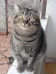 Tom gatinho lindo