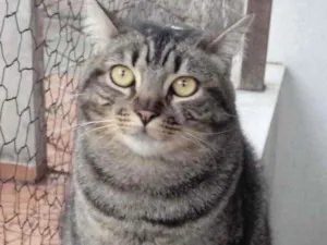 Gato raça Srd idade 1 ano nome Tom gatinho lindo 