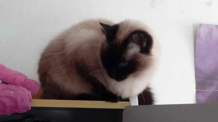 Gato ra a Siamesa  idade 2 anos nome Amanda linda gatinha