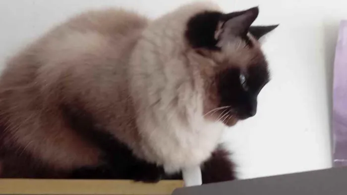 Gato ra a Siamesa  idade 2 anos nome Amanda linda gatinha